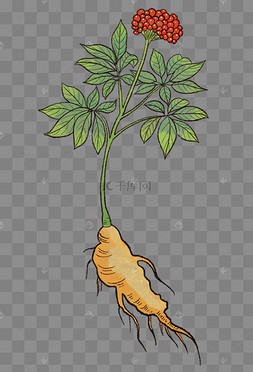 中草药三七植物