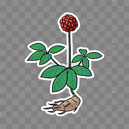 中草药中医药三七药材