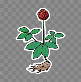 中草药中医药三七药材