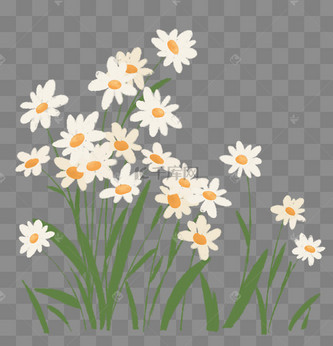 小清新雏菊花从