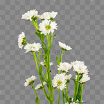 菊花束图片 菊花束图片素材免费下载 千库网
