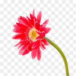红色弗朗菊花卉
