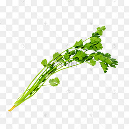 一根香菜