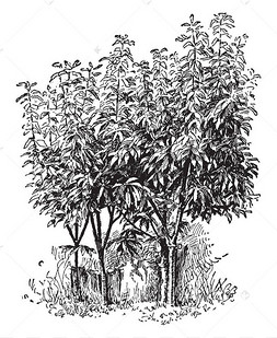 卡通手绘树线条图片-卡通手绘树线条图片素材免费下载-千库网