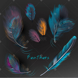 收集的矢量现实五颜六色的羽毛上