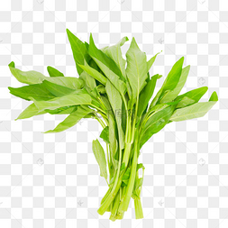 小炒空心菜