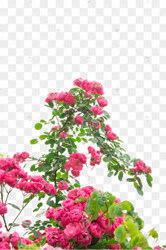 月季藤蔓图片_月季藤蔓设计图片素材大全-千库网