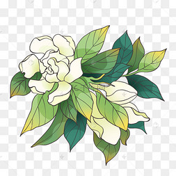 栀子花植物花朵花卉手绘