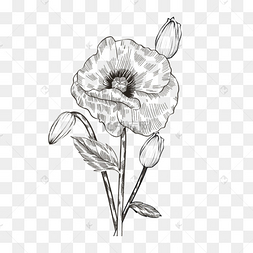 png下载psd手绘涂鸦玫瑰花植物下载 png下载psd素描风格黑白鲜花丁香