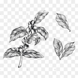 根及根茎简笔画