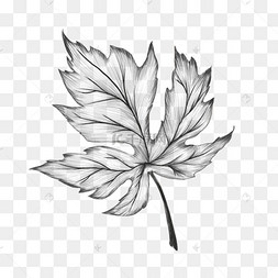 树叶素描