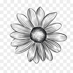 素描线条画鲜花雏菊图案