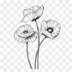 素描复古风美丽罂粟花花朵插画图