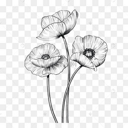 素描复古风美丽罂粟花花朵插画图