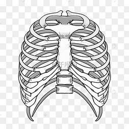肋骨模型卡通