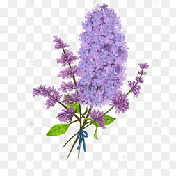 水彩欧丁香花卉