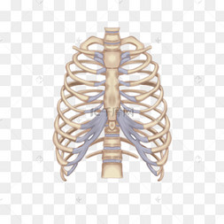 卡通医学肋骨模型