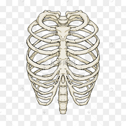 肋骨医用骨骼模型