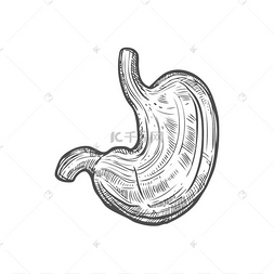 胃素描图标,消化系统器官分离载