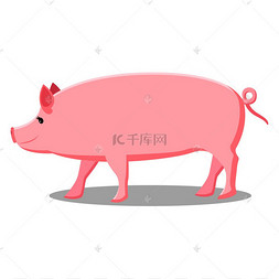 粉红色的猪与卷曲的尾巴孤立的卡通矢量插图在白色背景上