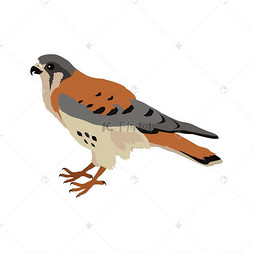 美国红隼平面设计矢量图.古埃及纸莎草卷轴与飞鸟图卡通矢量插图.