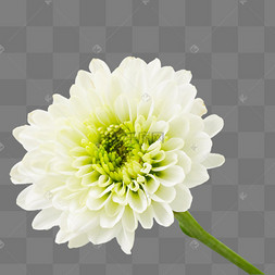 白色菊花png