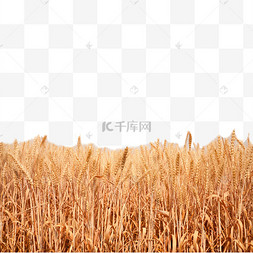 成熟麦子小麦
