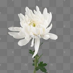 清明节白色菊花