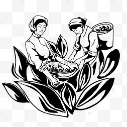 采茶采摘茶叶春茶线描美味坚果松果采摘大黄杏茶田采茶人物采茶农卡通