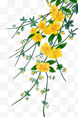 迎春花卡通手绘搞笑鸡小黄鸡迎春花花枝春天植物迎春花春天迎春花黄色