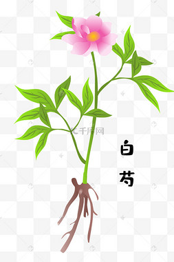 一株白芍草药养生中草药人参插画人参中草药治病野山参生病山桃花花类