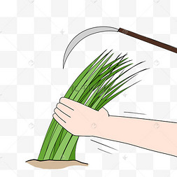 手抓韭菜割韭菜