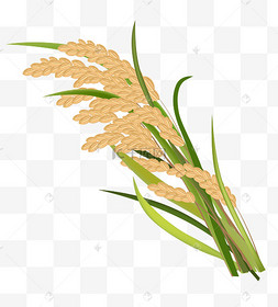 饱满稻穗