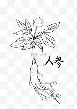 中草药人参