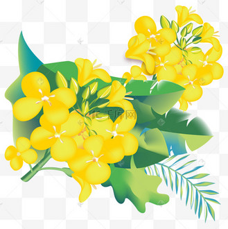 写实小清新油菜花