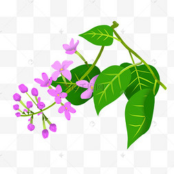 的欧丁香丁香花花朵复古风格紫色白色丁香花卉丁香花花朵丁香花的插图