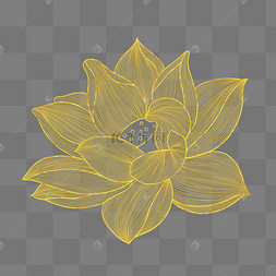烫金荷花