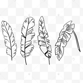 热带植物芭蕉叶