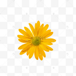 黄色花朵洋甘菊