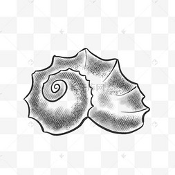 黑白线描贝壳