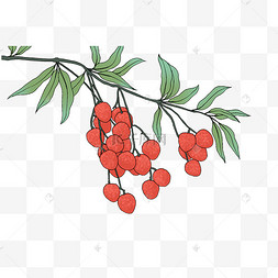 植物荔枝树