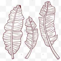 热带树叶芭蕉叶