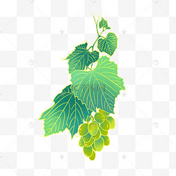 卡通绿色植物葡萄藤梧桐叶光合作用枝干落叶水彩玫瑰一朵亚麻花卉装饰