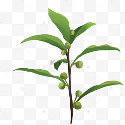 茶树植物精油