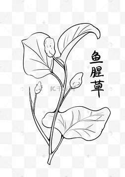 鱼腥草中药药材