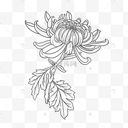 白描手绘简约雏菊花束2023年兔年5月月历花卉绣球花植物摆设装饰佛诞