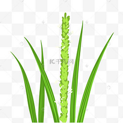 手绘矢量绿色麦穗水稻植物农业麦子商标象设计模板传染媒介例证农村