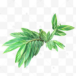 艳山姜热带植物叶子手绘植物底纹印花背景一片植物叶子免抠图红一品红