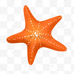 夏季橘红色海星夏天