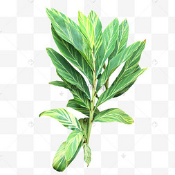 艳山姜热带植物叶子手绘霜降红彼岸花红枫绿植树枝树叶木材热带网红